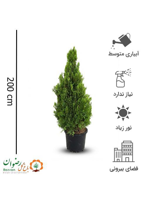 سرو کامیس پاریس هرمی جعبه 50