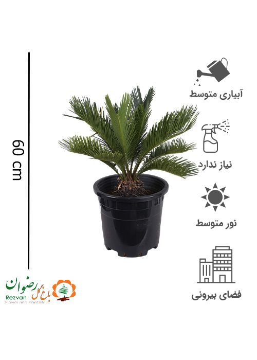 گیاه سیکاس گلدان بارز 30