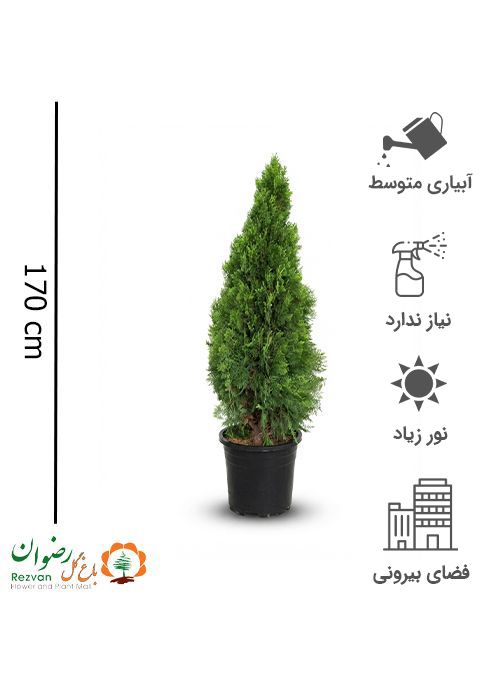 سرو کامیس پاریس هرمی جعبه 40