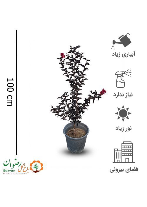درختچه توری بلک سطل 10