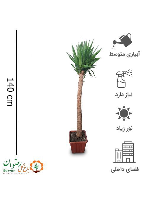 گیاه یوکا جعبه 25 با انواع گلدان