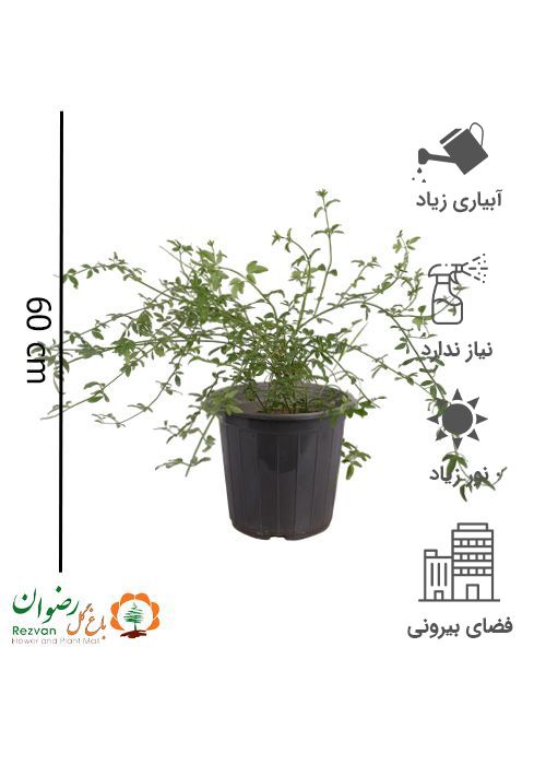 یاس شیروانی سطل 10
