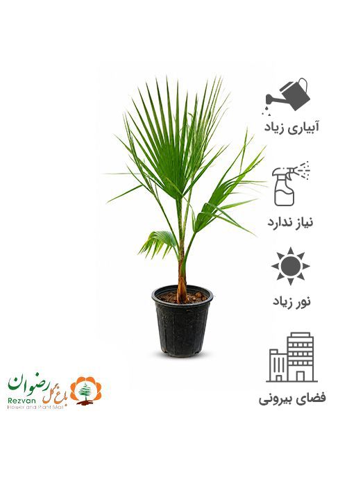 پالم واشنگتن سطل 7
