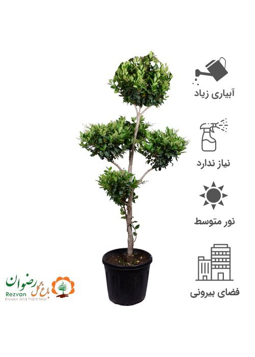 گیاه یاس هلندی چند کله ارتفاع 180 الی 210