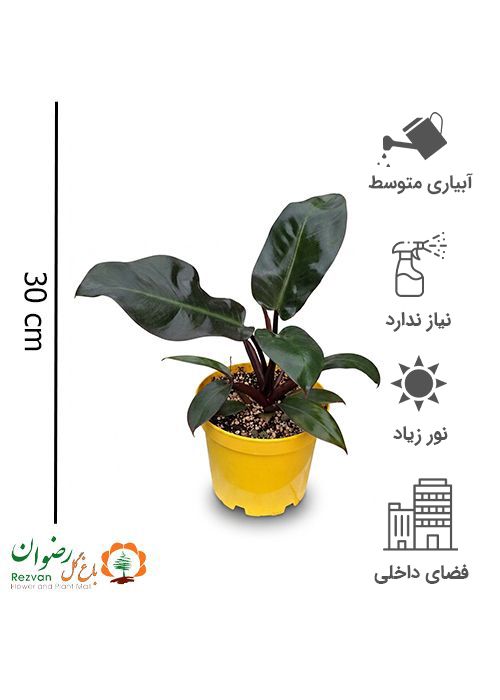 فیلودندرون رد کنگو سایز پاچیرا با انواع گلدان