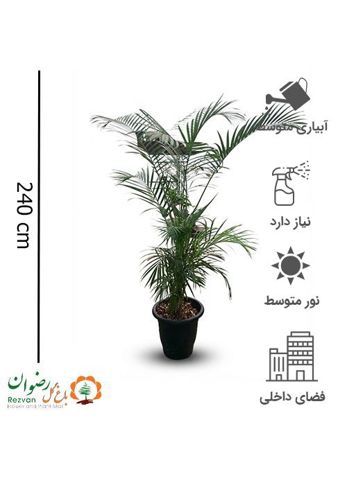 نخل اریکا گرد 7 با انواع گلدان