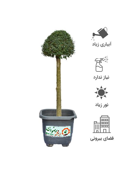 مورت پایه دار جعبه ای