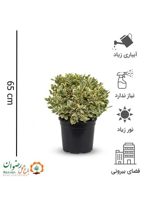 شمشاد توپی سفید گرد 45