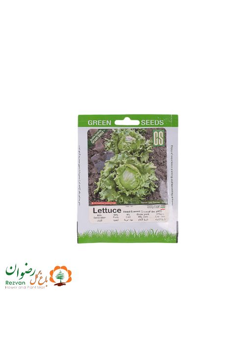 بذر کاهو پیچ اورست