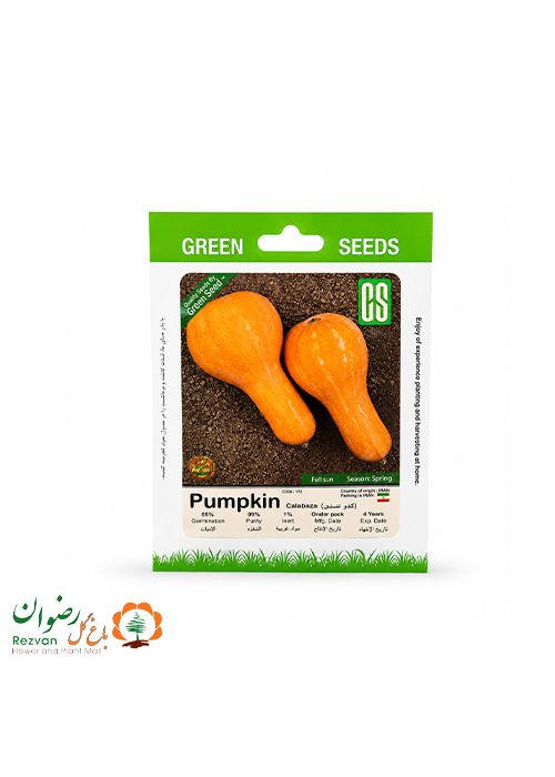 بذر کدو رشتی