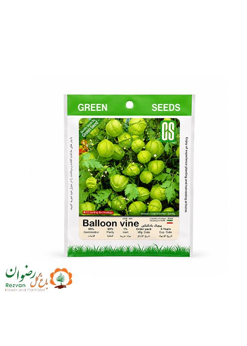 بذر پیچک بادکنکی