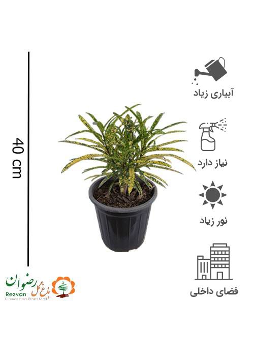 گیاه آکوبا سطل 4