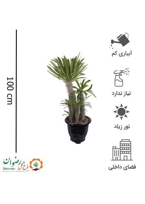 نخل ماداگاسکار 4 قلو گرد 5
