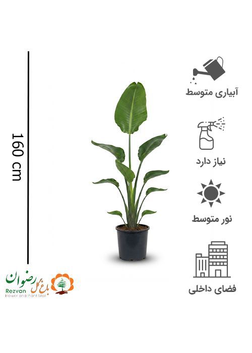 گیاه نخل نیکولای 3 بوته سطل وصال