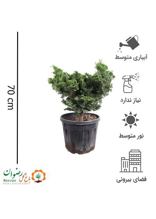 سرو نانا گرد 40