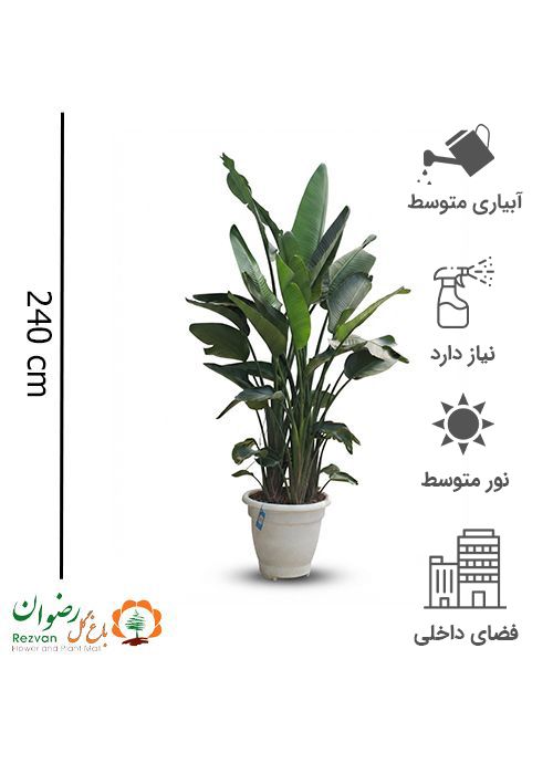 گیاه نخل نیکولای سایز سوپر