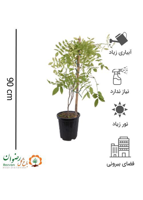 پیچ گیلیسین سطل 10