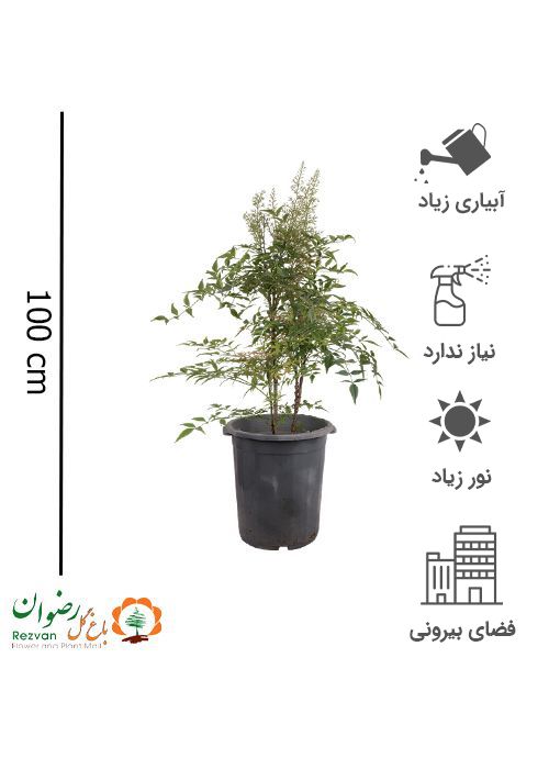 گیاه ناندینا سایز سطل نیم زباله