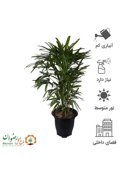لیدی پالم گلدان سایز گرد7