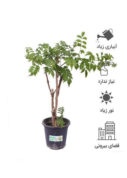گیاه پیچ اناری