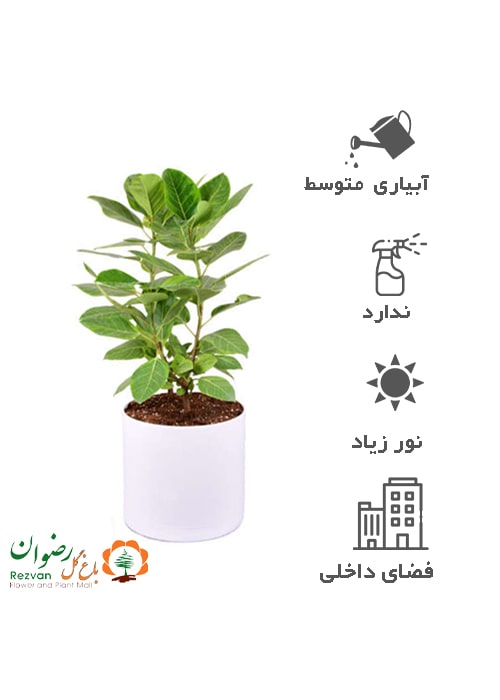گیاه فیکوس آلتیسما چند شاخه با گلدان مهرنی40B کد FE6