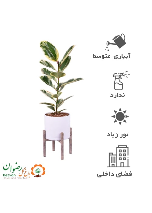 گیاه فیکوس ابلق با گلدان مهرنی 25 به همراه پایه fe1
