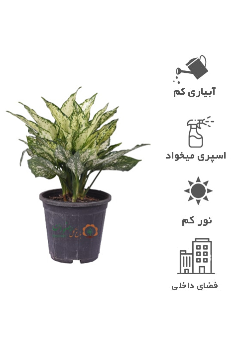 گیاه آگلونما سفید سطل4 AS8