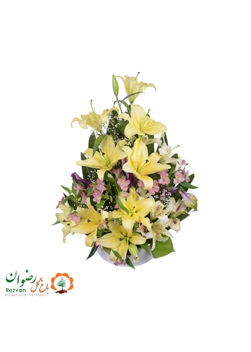 سبدگل لیلیوم