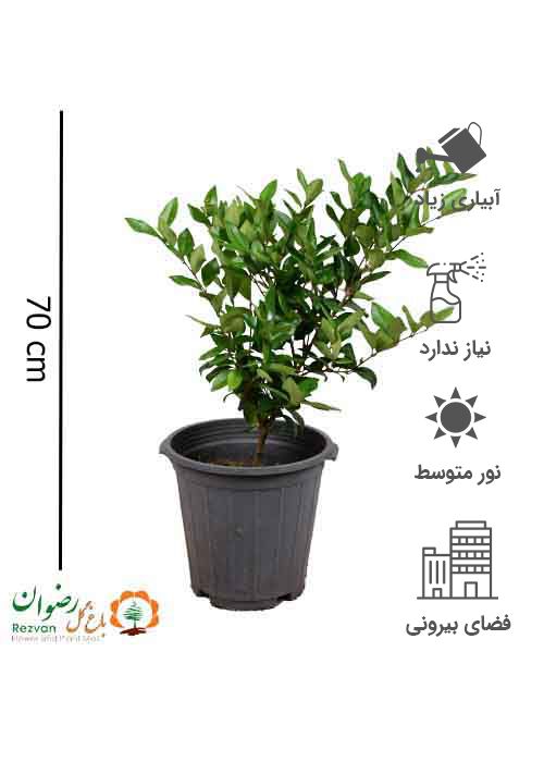گیاه یاس هلندی سطل 10