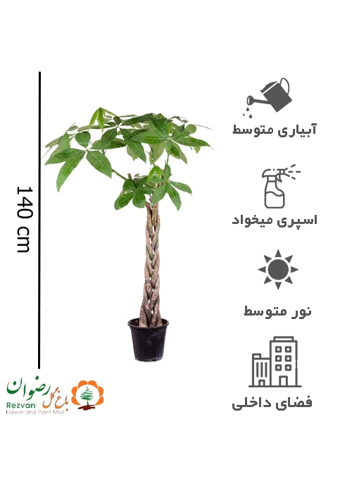 گیاه پاچیرا تنه بافت (گیاه پول) ارتفاع 70 الی 90 (کد PA14)