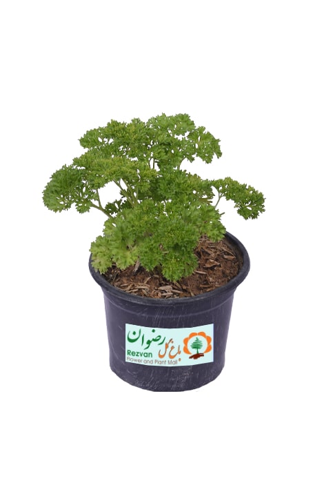 گیاه سبزی جعفری خارجی