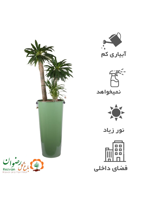 گیاه نخل ماداگاسکار با گلدان فلزی