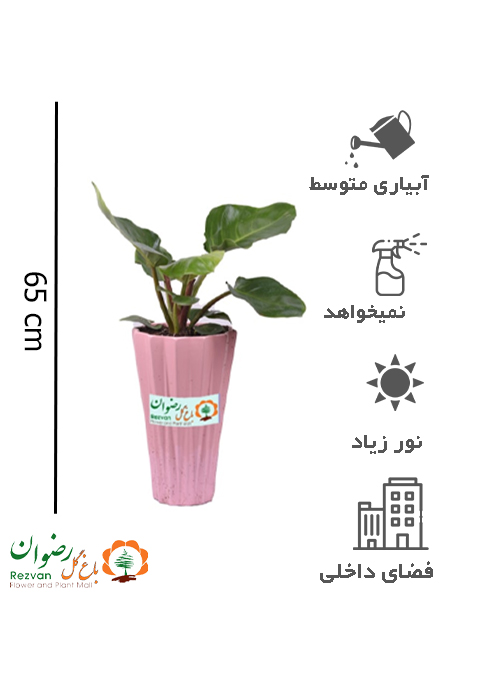 گیاه فیلودندرون با گلدان سرامیکی صورتی