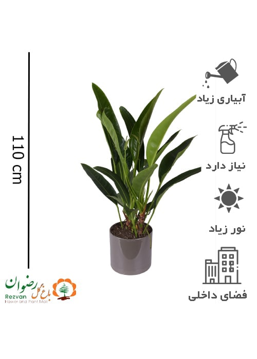 گیاه آنتوریوم رویال گرین با گلدان مهرنی 25 ARG18