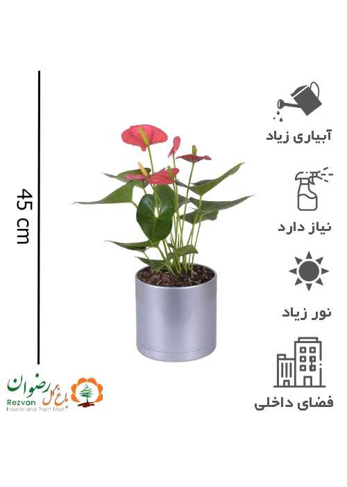 آنتوریوم با گلدان مهرنی نقره ای 17.5 (گلدان در رنگهای مختلف ) A19