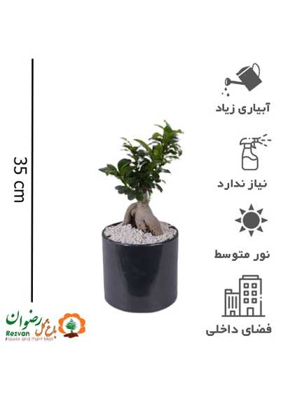 گیاه بنسای با گلدان مهرنی 15 مشکی کد GB6