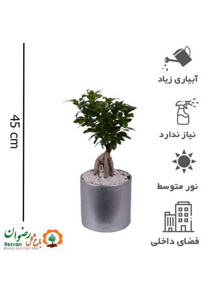 گیاه بنسای همراه گلدان مهرنی 17.5 نقره ای کد GB4