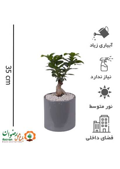 گیاه بنسای با گلدان مهرنی 15 طوسی کد GB7