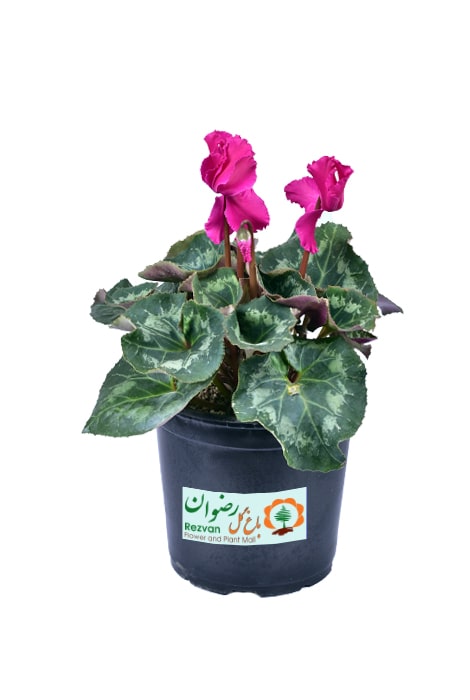 گیاه سیکلامن