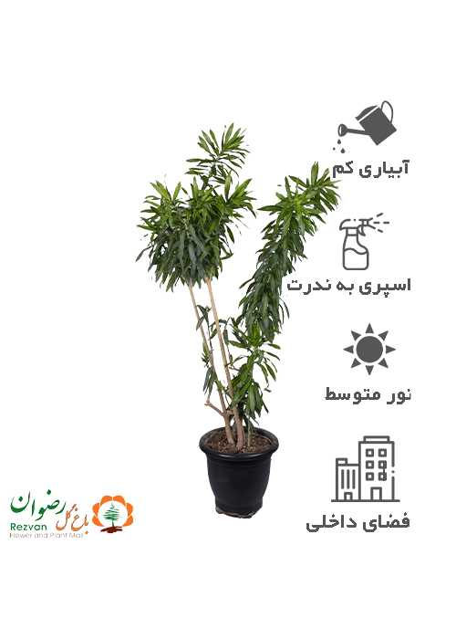دراسینا پله موآ گلدان گلپونه گرد6 کدDR22
