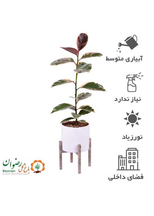 گیاه فیکوس شرابی با گلدان مهرنی 25 به همراه پایه fe2