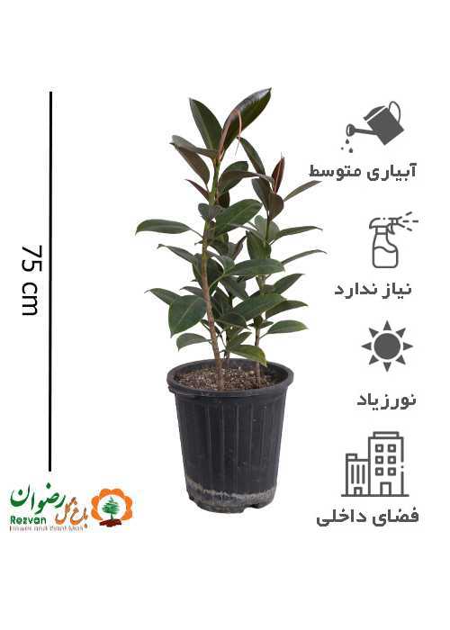 گیاه فیکوس مینیاتوری سطل 10