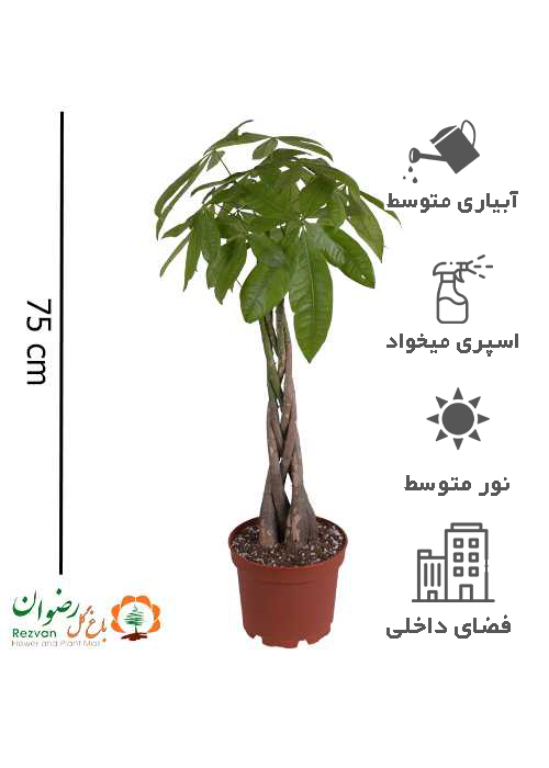 گیاه پاچیرا تنه بافت ارتفاع تقریبی 70 سانتی متر PA12