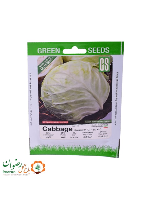 بذر کلم پیچ سبز