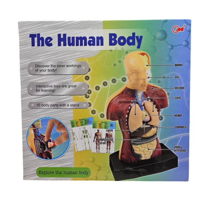 بازی آموزشی ناب سل مدل مولاژ آناتومی اعضای بدن The Human Body naab002
