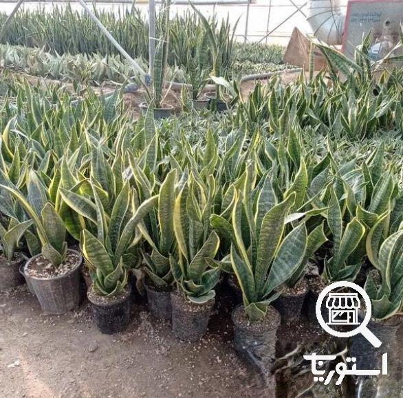 گل اهورا
