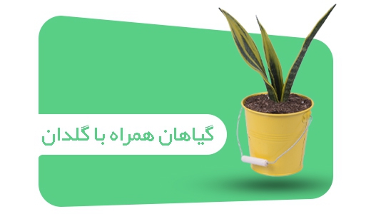تصویر 5 فروشگاه باغ گل رضوان
