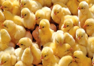 جوجه ۸۰۰۰ تومانی بازارگرمی است/ صفر تا صد تولید مرغ رصد می شود