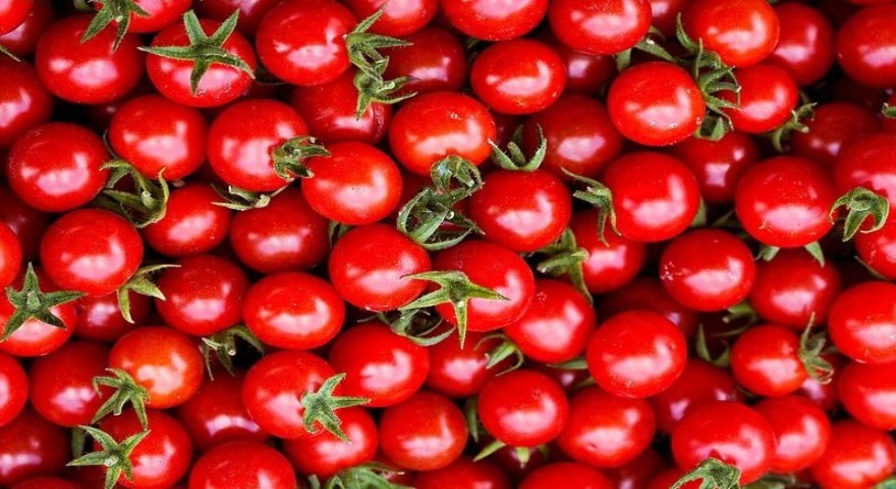 امکان صادرات گوجه فرنگی ایران به عراق تا سقف 50 هزار تن