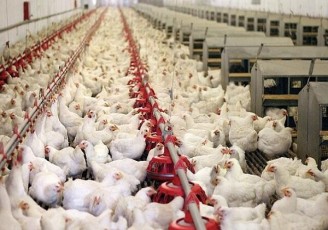 تبعات جبران ناپذیر تولید مرغ با بحران قطعی برق